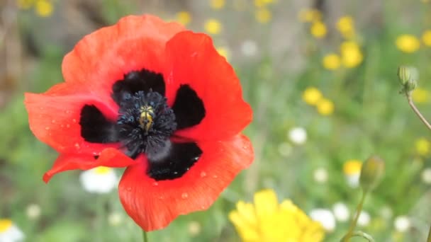 Flor de amapola roja en el viento — Vídeos de Stock