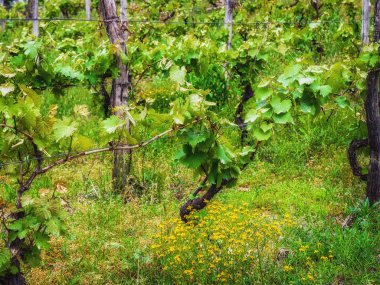 Yeşil üzüm bağları ile manzara. Genç bir asma bir alanda bir yamaçta büyür.