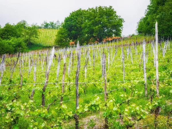 Paesaggio con vigneti verdi. Una vite giovane cresce in un campo su un pendio — Foto Stock