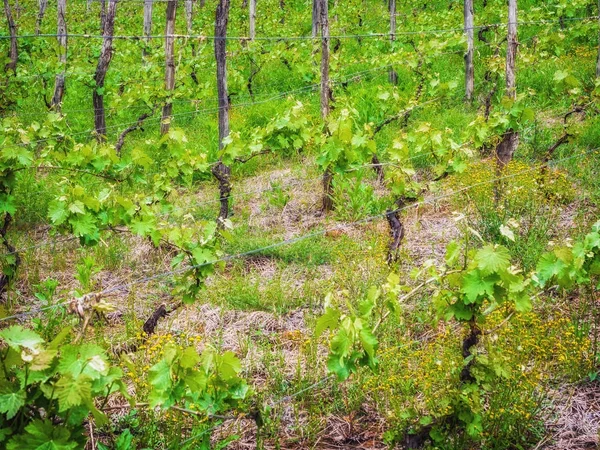 Landskap med gröna vingårdarna. En unga vinstockar växer i ett fält i en sluttning — Stockfoto