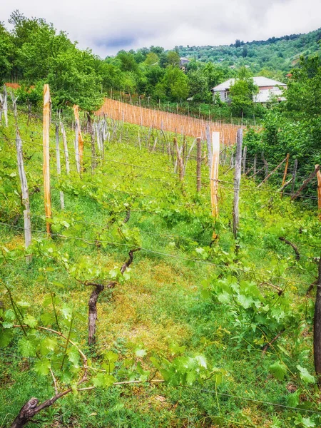 Paesaggio con vigneti verdi. Una vite giovane cresce in un campo su un pendio — Foto Stock