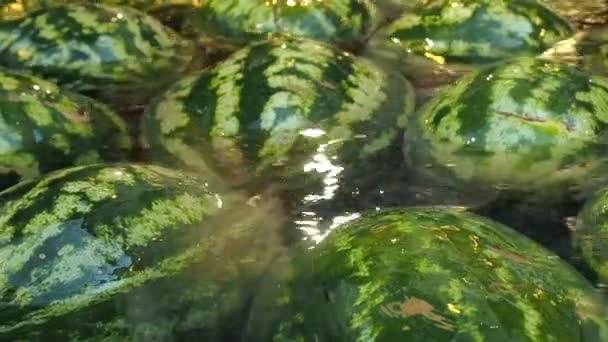 Heleboel watermeloenen liee in het water. Vruchten achtergrond — Stockvideo