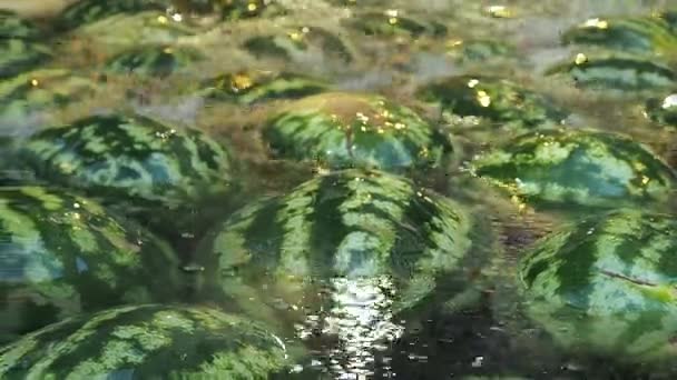 Много арбузов лежит в воде. Фрукты — стоковое видео