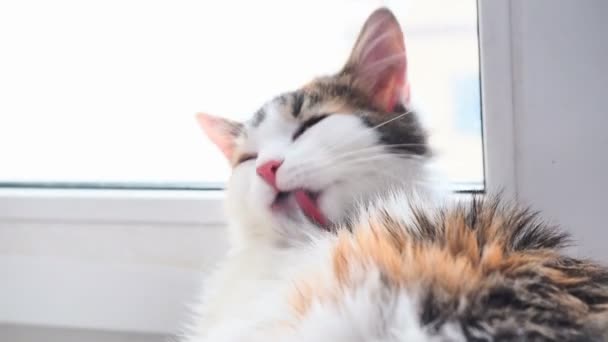 Calico Cat leckt die Wolle. Dreifarbige Katzenwäsche auf der Fensterbank. Nahaufnahme, Sonnenlicht durchdringt das Fenster — Stockvideo