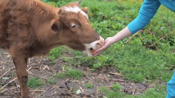 女孩从她的手给小牛一个苹果, 抚摸他的头。小牛犊与人交流. — 图库视频影像