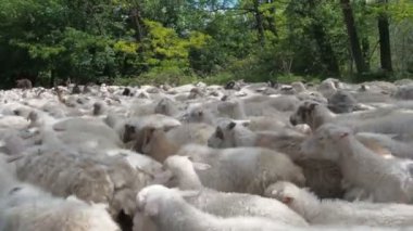 Deniz, koyun dökme son kamera kapatın. Çok sayıda koyun ve Rams yollara. Koyun yol boyunca yüzme gibi görünmektedir. Canlı hayvan nakli