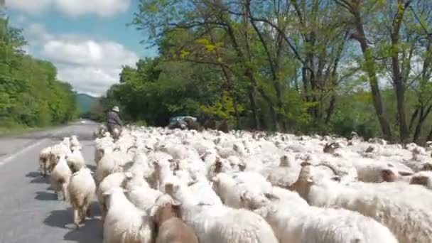 Naamloze plaats, Georgië - 17 juni, 2017: Herders station een kudde schapen en rammen. Vee nam de rijbaan. Verkeersopstopping op de weg als gevolg van vee. — Stockvideo