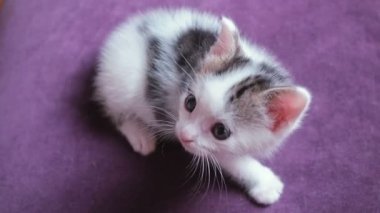 Çok küçük iki haftalık yavru kedi. Şirin komik yavru kedi oyuncak izliyor. Menekşe arka plan üzerinde küçük bebek kedi