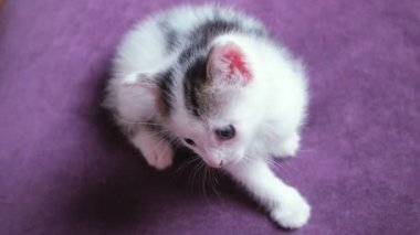 Çok küçük iki haftalık yavru kedi. Şirin komik yavru kedi oyuncak izliyor. Menekşe arka plan üzerinde küçük bebek kedi