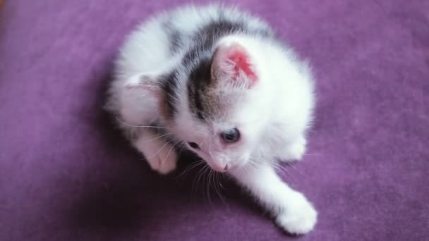 两周大的小猫。可爱有趣的小猫看玩具。紫色背景下的小婴儿猫 — 图库视频影像