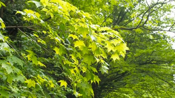 Vent soufflant feuilles vibrantes. Des branches d'arbres sont entendues dans le vent — Video