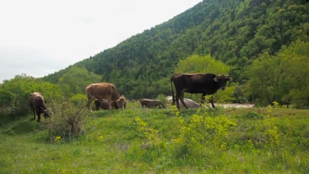 Elevage de bétail domestique. Les vaches paissent dans la prairie. Un troupeau de vaches broutant sur un champ vert . — Video