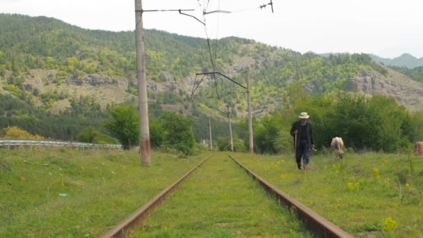 Vardzia, Gruzja - 17 czerwca 2017: Pasterz pasie krowy na użytki zielone. Hodowla bydła domowego. — Wideo stockowe