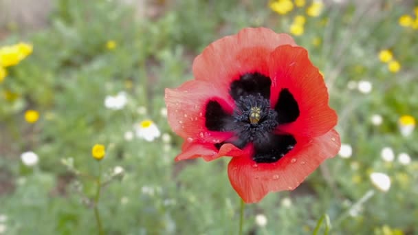 Flower of Red Poppy on Wind Slow Motion — Stock Video