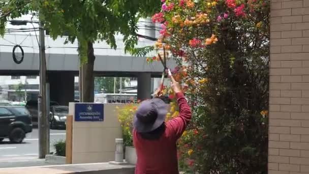 Бангкок, Таиланд - 8 мая 2019 года: Гараж срезал ветки для украшения на улице Бангкока. Садовник косит большой куст бугенвиллеи в большом городе вручную с большими садовыми ножницами . — стоковое видео