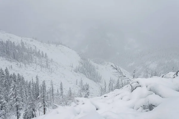 Winter Wald schneebedeckten Taigahügeln schöne schöne Natur Russlands. Taigawald im Winter. frostig schneebedeckt lizenzfreie Stockfotos