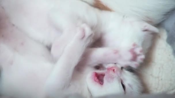 Lindos gatitos blancos divertidos juegan mordiendo y empujándose unos a otros y mordiéndose las caras — Vídeo de stock