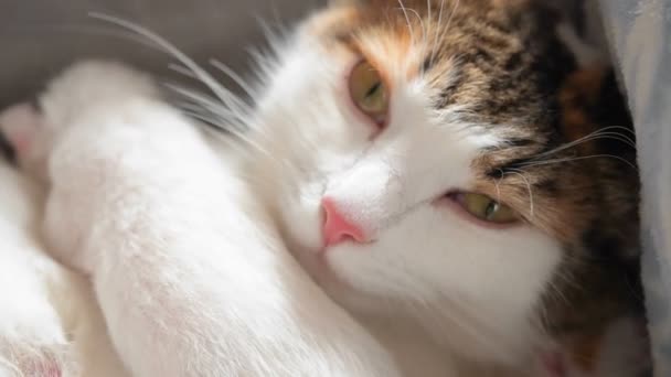 Una madre gata pacificada miente y alimenta a sus gatitos después de un largo nacimiento — Vídeo de stock