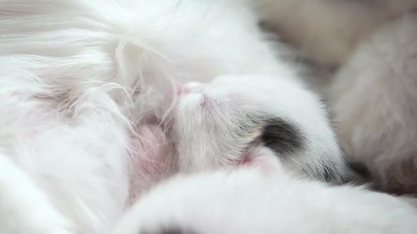 Borstvoeding Kitten Close-up. Leuke Kattenfamilie. Mam kat geeft melk voeden en zorgt voor haar schattige kitten. Moeder kat voedt haar kleine schattig kind. Klein poesje zuigen een tiet borst naar de moeder — Stockvideo