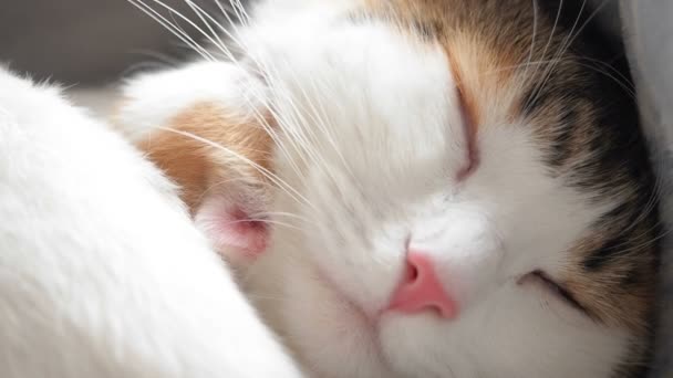 고양이는 새끼 고양이와 포옹하고 잔다. 긴 출산 후에요. 새끼 고양이가 어미의 목 위에서 잠을 자며 따뜻 한 털을 쉬고 있다 — 비디오
