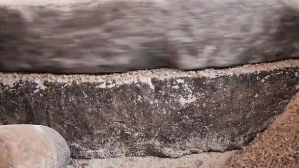 Images en gros plan un processus de mouture du grain sur une vieille meule de meule médiévale à la main mouture du blé. L'ancien moulin à main en pierre de Quern avec du grain. Un meunier moud le grain en farine — Video