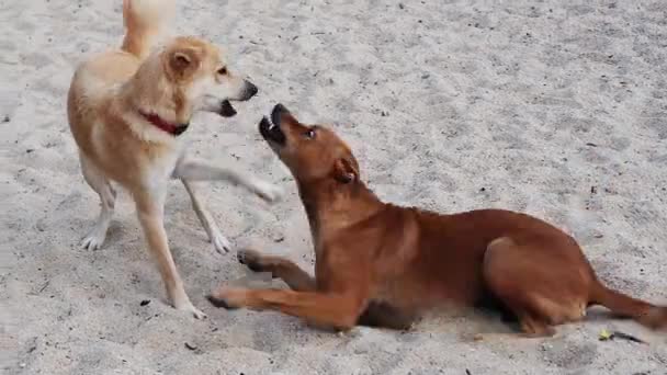Dos perros mestizos jóvenes juegan en la playa en Tailandia.. Dos cachorros se burlan unos de otros en la arena del mar — Vídeos de Stock