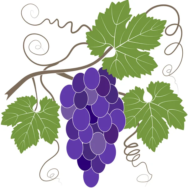 Куча голубого винограда — стоковый вектор