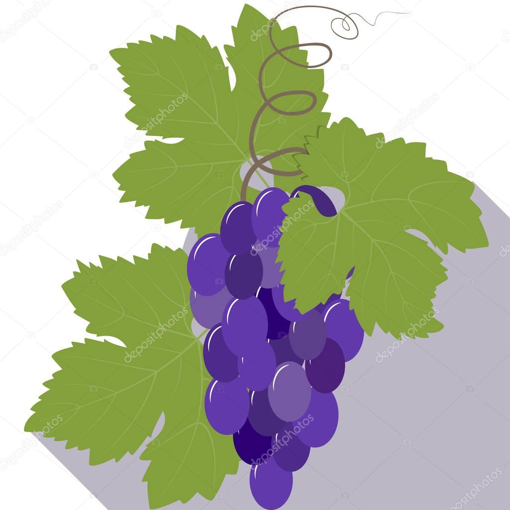 Bunch of blue grapes