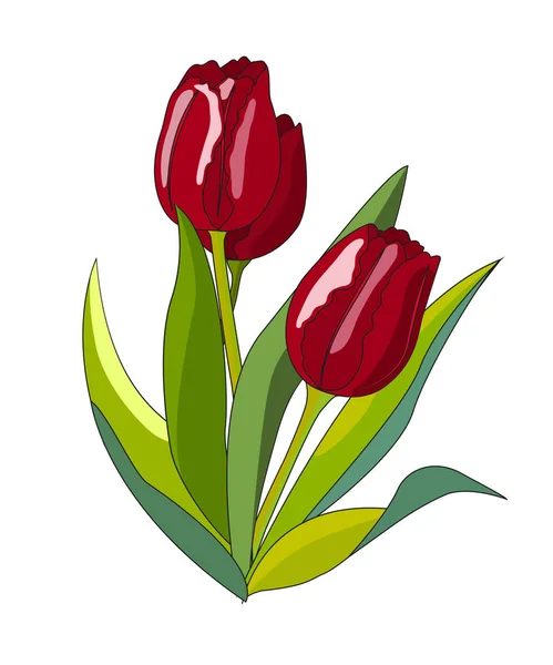 Drei rote Tulpen — Stockvektor