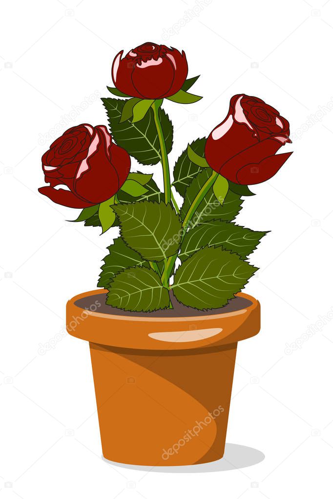 Three roses in flowerpot