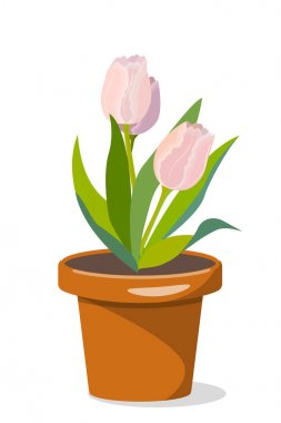 Saksı içinde üç Lale