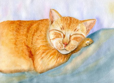 Kırmızı kedi uyuyor