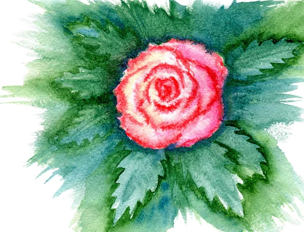 Одна розовая роза — стоковое фото