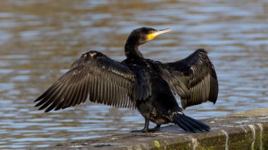 Büyük siyah karabatak (Phalacrocorax carbo)