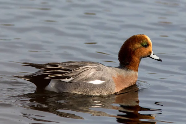 Eurasische Witwe (anas penelope)) — Stockfoto