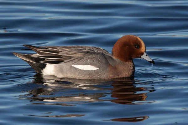 Eurasian Wigeon (Anas penelope) adult male, swimming in a small lake in Southern Skane, Sweden.
