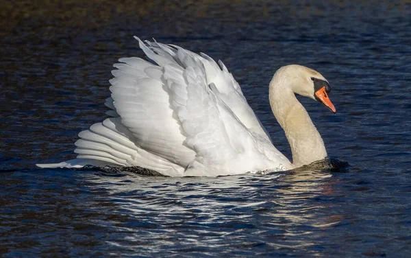 Mute Swan Cygnus Olor Swimming Small Lake Southern Skane Sweden — Stok fotoğraf