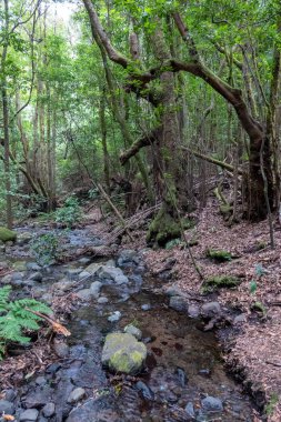 Garajonay Ulusal Parkı, La Gomera Adası, Kanarya Adaları, İspanya.