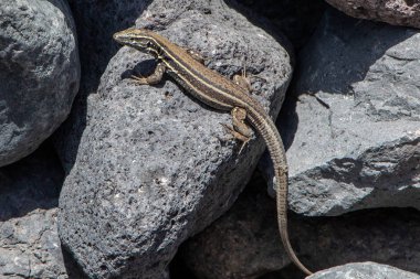 Boettgers Kertenkelesi (Gallotia caesaris gomerae), İspanya 'nın Kanarya Adaları' ndaki La Gomera Adası yakınlarındaki Atlantik kıyısında endemik..