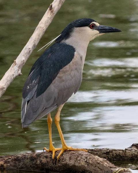 Schwarzkronenreiher Nycticorax Nycticorax Kerkini See Nordgriechenland — Stockfoto