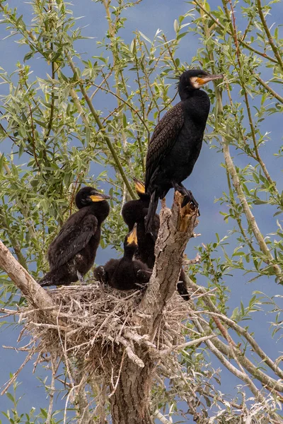 ギリシャ北部のケルキニ湖の木の巣にある偉大なCormorant Phalacrocorax Carbo — ストック写真