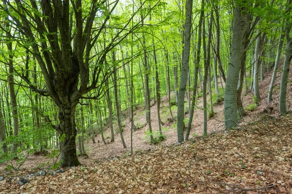 Weelderig Loofbos Lente Pangeo Berg Noord Griekenland — Stockfoto