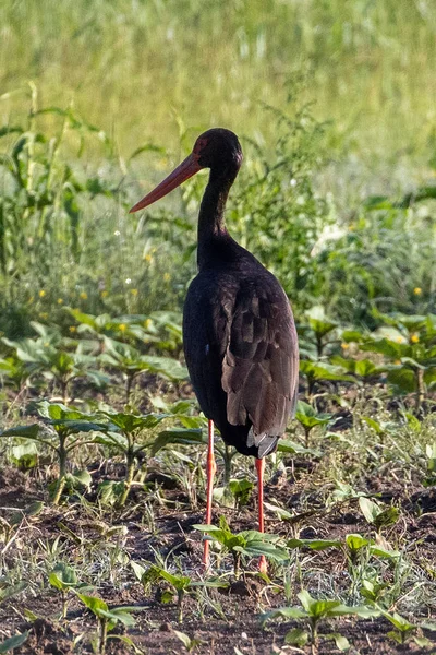 Zwarte Ooievaar Ciconia Nigra Een Veld Bij Dadia Het Noordoosten — Stockfoto