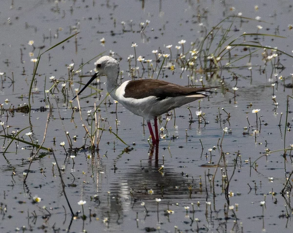 Zwartvleugelstilt Himantopus Himantopus Voedt Zich Een Moerasgebied Bij Nestos Delta — Stockfoto