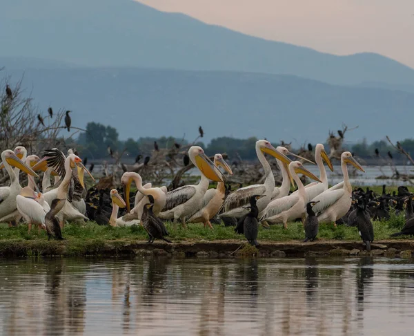 Beyaz Pelikan (Pelecanus onocrotalus) ve Büyük Karabatak (Phalacrocorax carbo) Kuzey Yunanistan 'daki Kerkini Gölü' nde.