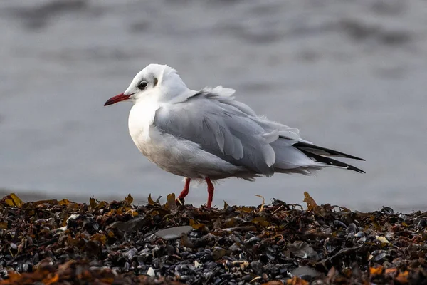 Schwarzkopfmöwe Chroicocephalus Ridibundus Auf Einer Algenbank Südkap Von Oland Schweden — Stockfoto