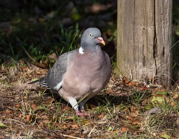 Common Wood-Pigeon (Columba palumbus) on the ground on Southern Oland, Sweden.