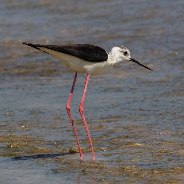 Yunanistan 'ın batısındaki Mikri Vigla' da bir lagünde beslenen siyah kanatlı stilt (Himantopus himantopus).