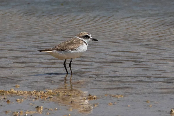 Kentish Plover Charadrius Alexandrinus Die Zich Voedt Een Lagune Bij — Stockfoto