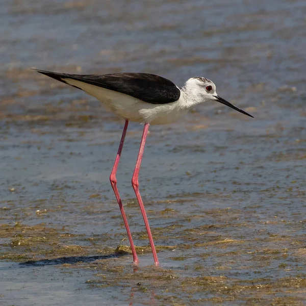 Μαύρη Αχιβάδα Himantopus Himantopus Που Τρέφεται Λιμνοθάλασσα Στη Μικρή Βίγλα — Φωτογραφία Αρχείου